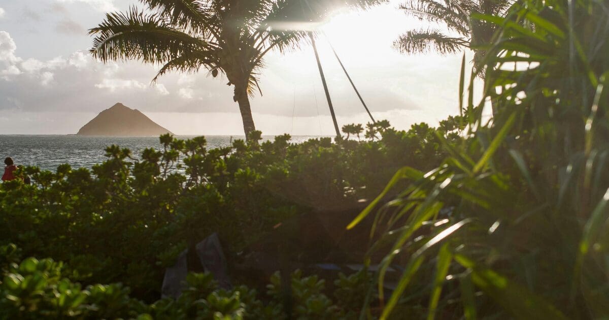 Lanikai beach at sunrise with palm tree.